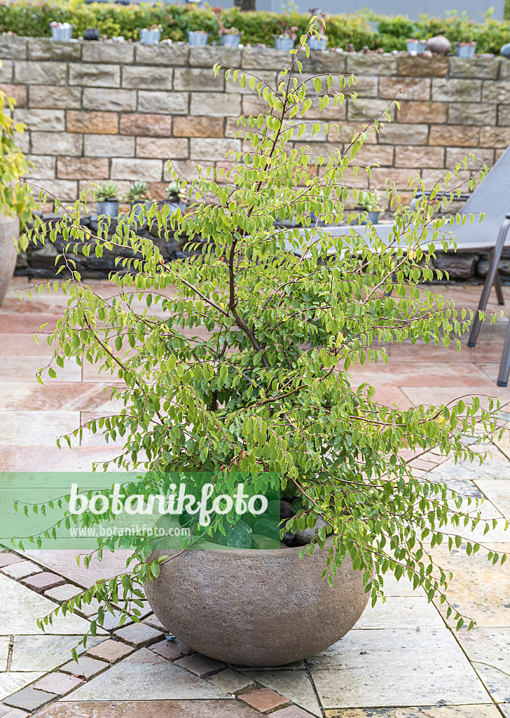 635170 - Caucasian zelkova (Zelkova carpinifolia)