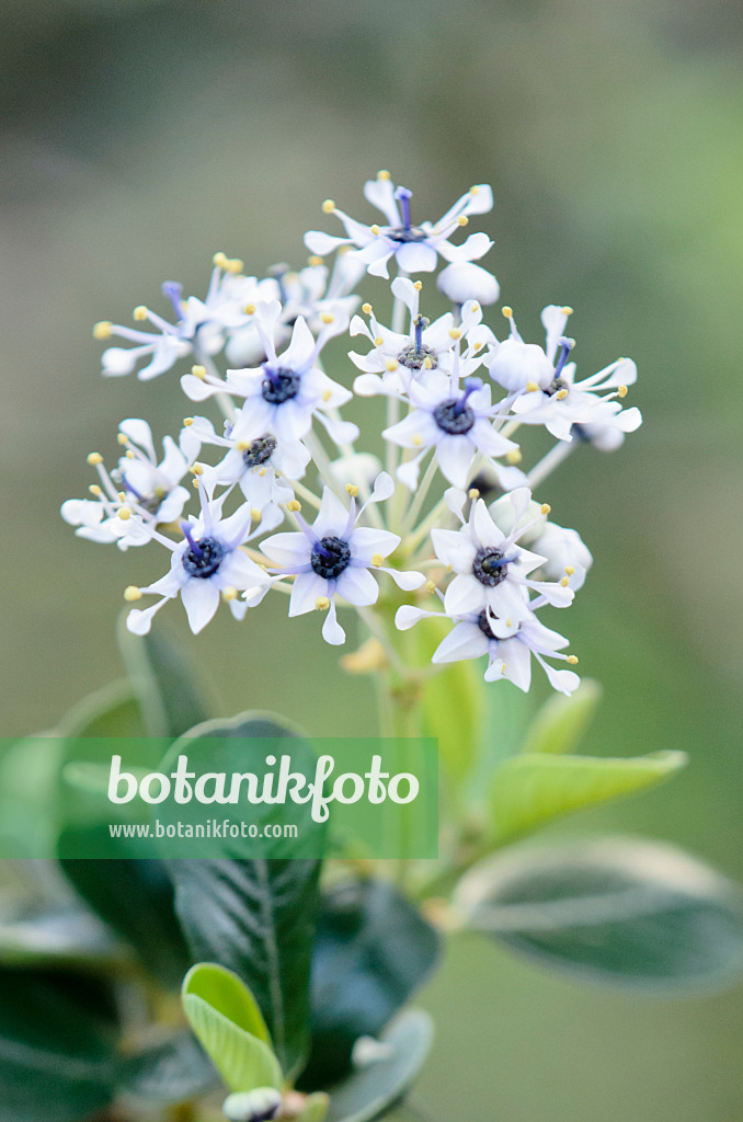 553062 - Céanothe (Ceanothus insularis)