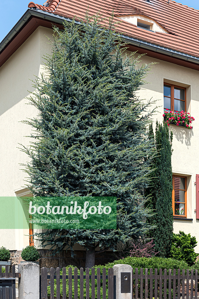 651155 - Cedar of Lebanon (Cedrus libani 'Glauca Fastigiata')
