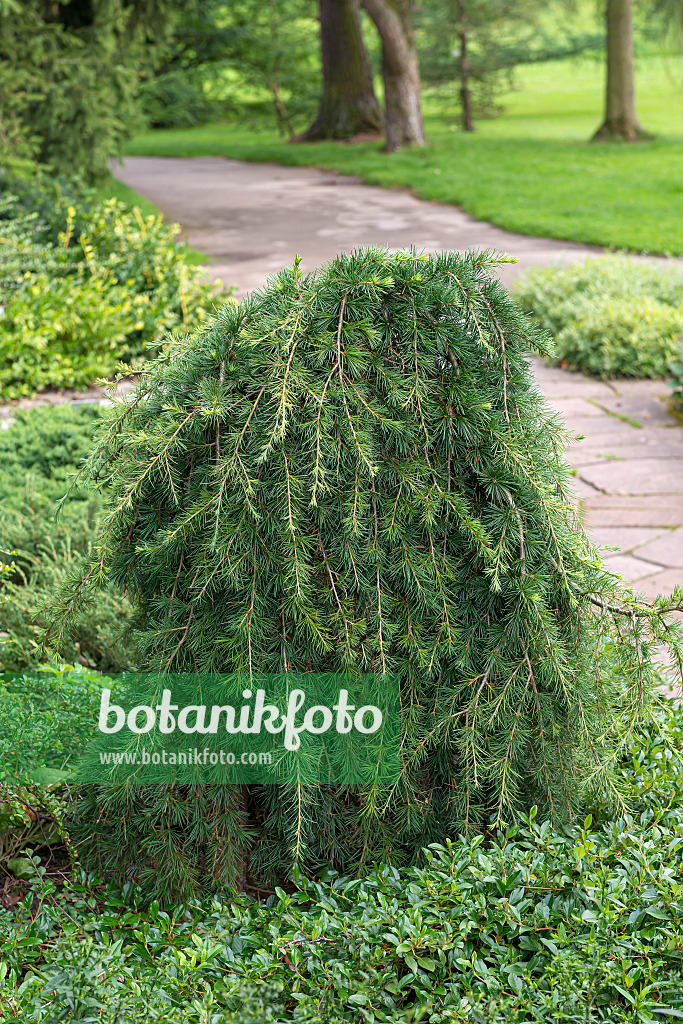 651156 - Cedar of Lebanon (Cedrus libani 'Sargentii')