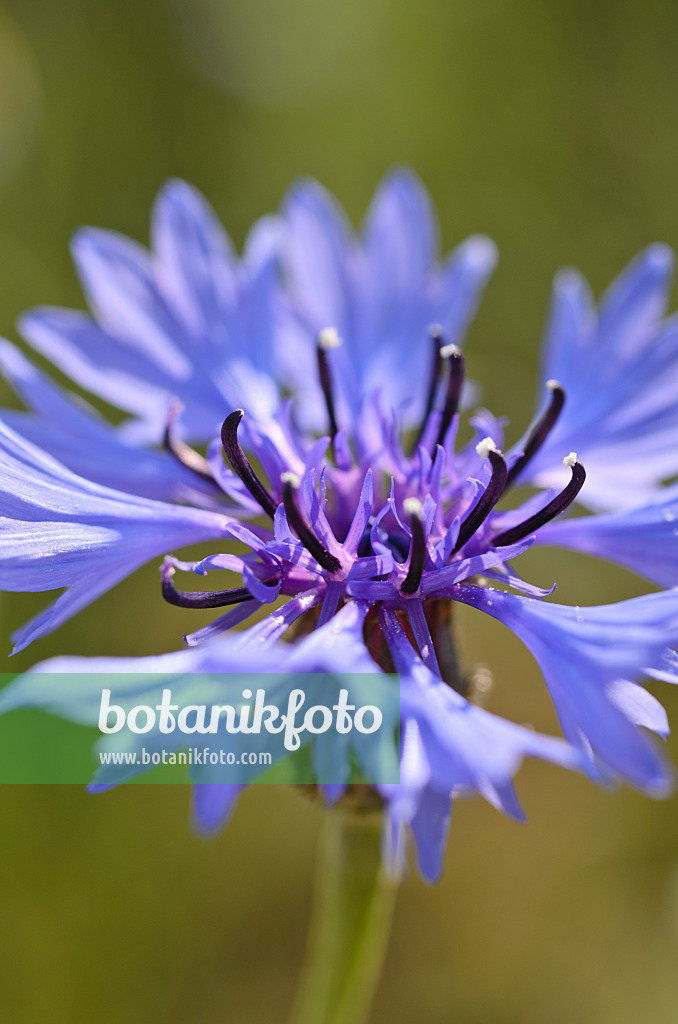 496366 - Centaurée bleuet (Centaurea cyanus)