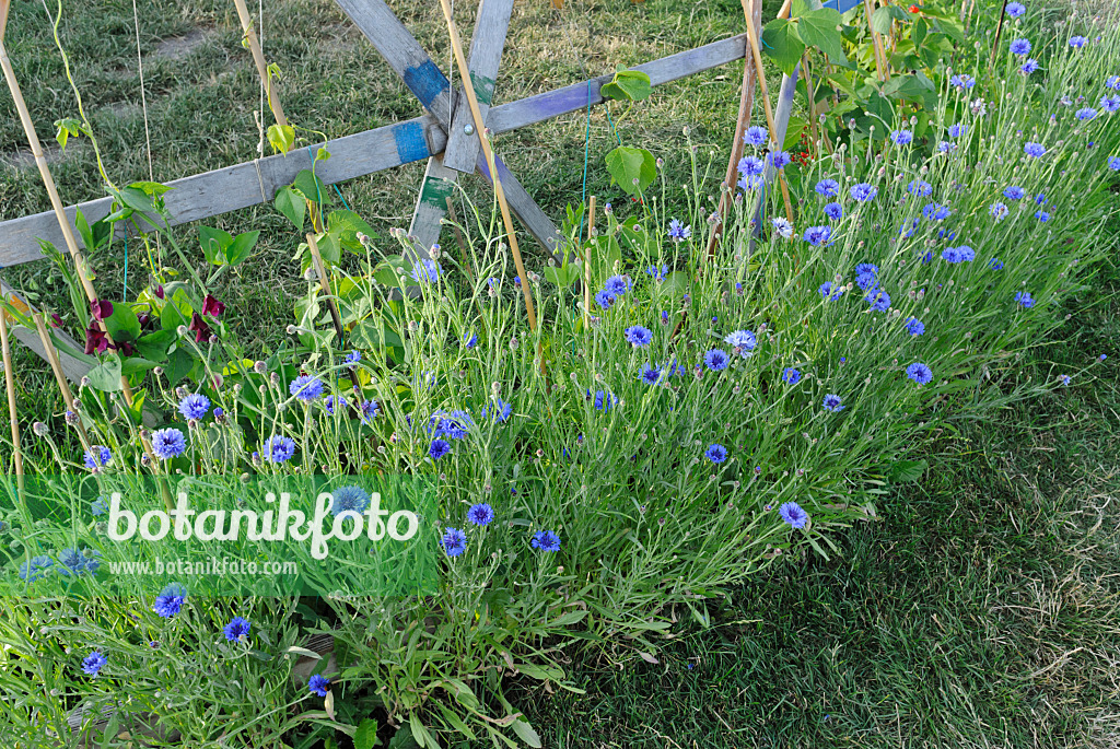 534132 - Centaurée bleuet (Centaurea cyanus)