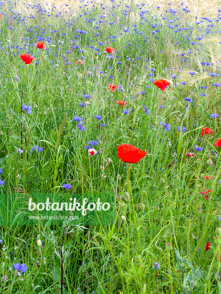 485172 - Centaurée bleuet (Centaurea cyanus) et coquelicot (Papaver rhoeas)