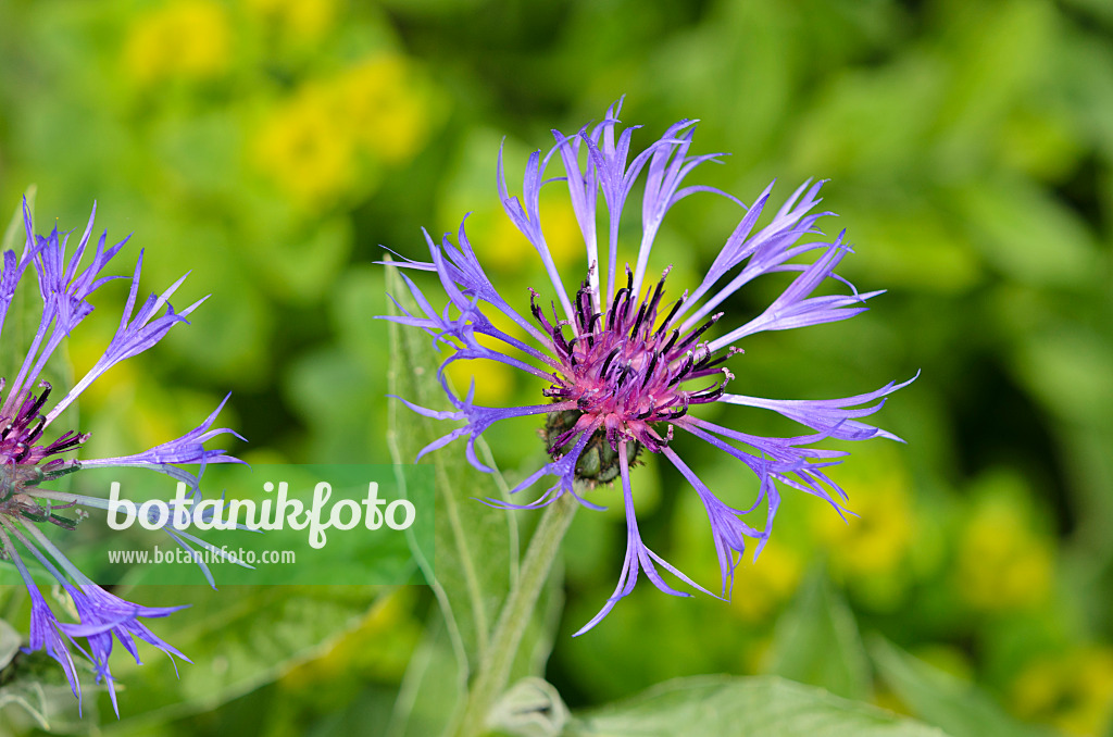 533446 - Centaurée des montagnes (Centaurea montana)