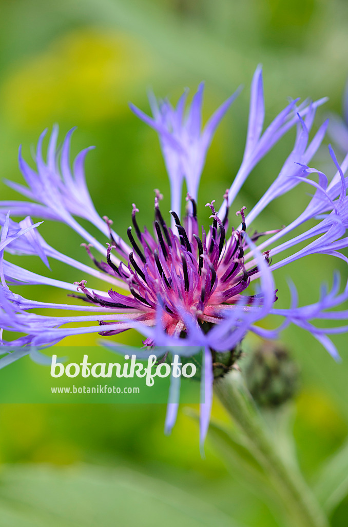 533447 - Centaurée des montagnes (Centaurea montana)