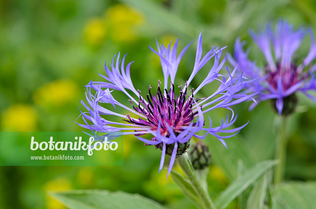 533448 - Centaurée des montagnes (Centaurea montana)