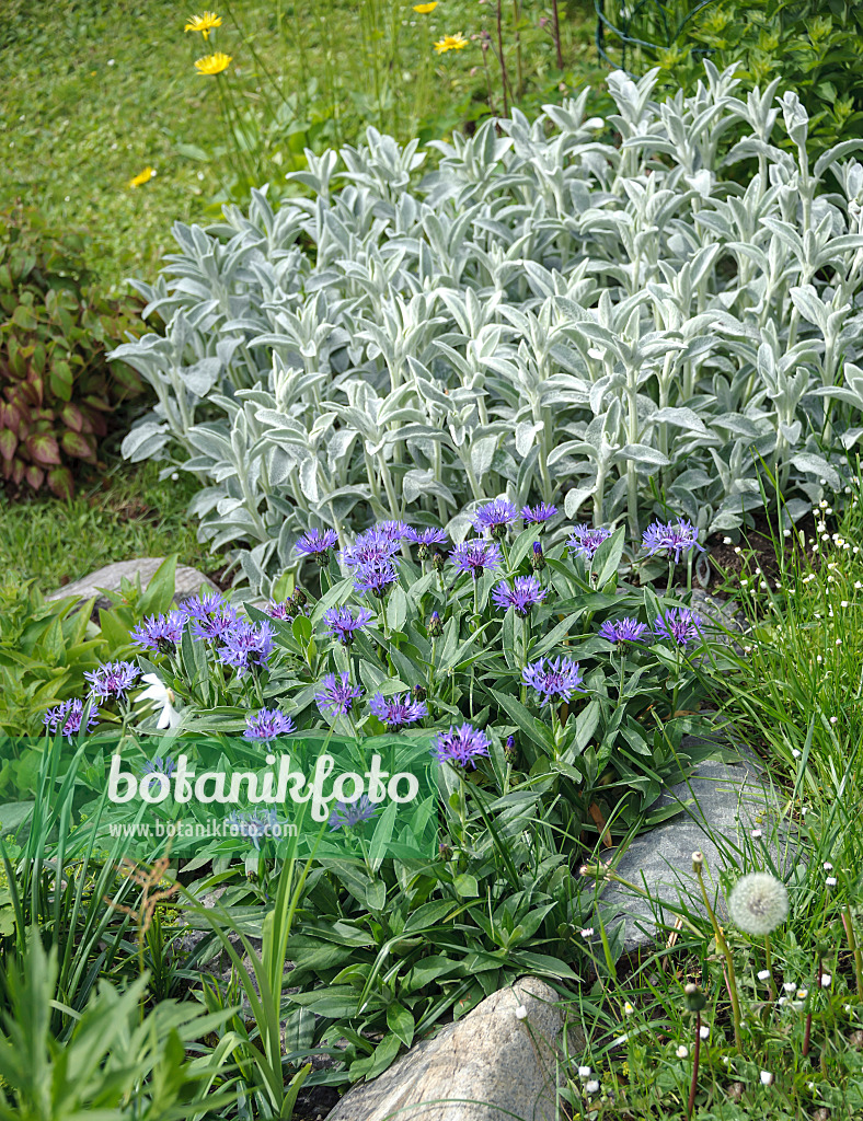 547102 - Centaurée des montagnes (Centaurea montana) et épiaire de Byzance (Stachys byzantina)