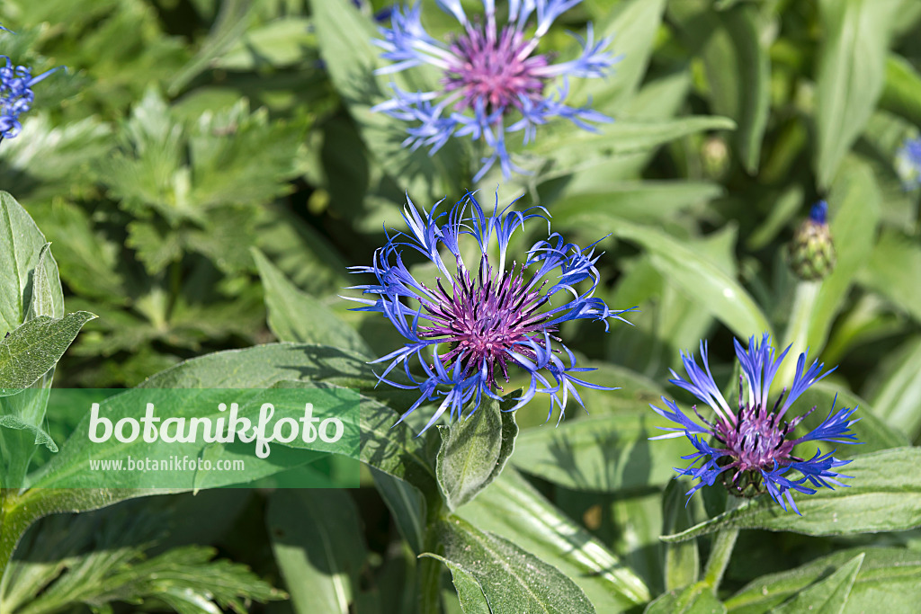 638044 - Centaurée des montagnes (Centaurea montana 'Grandiflora')