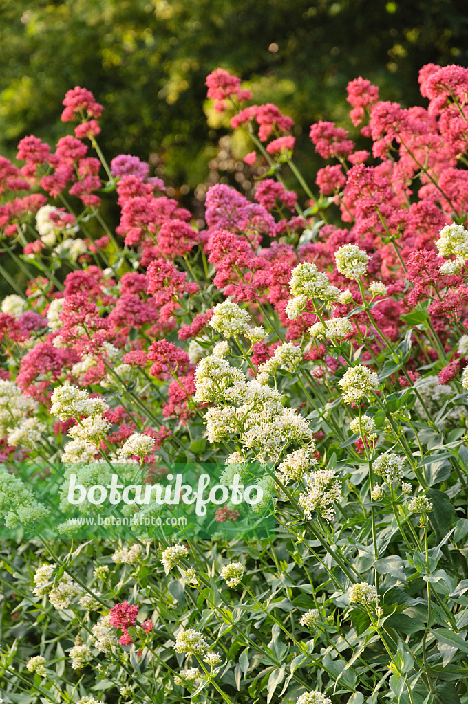 485110 - Centranthe blanc (Centranthus ruber 'Albus') et centranthe rouge (Centranthus ruber 'Coccineus')