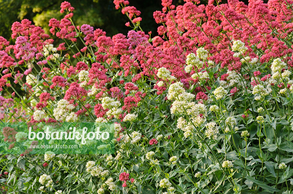 485111 - Centranthe blanc (Centranthus ruber 'Albus') et centranthe rouge (Centranthus ruber 'Coccineus')