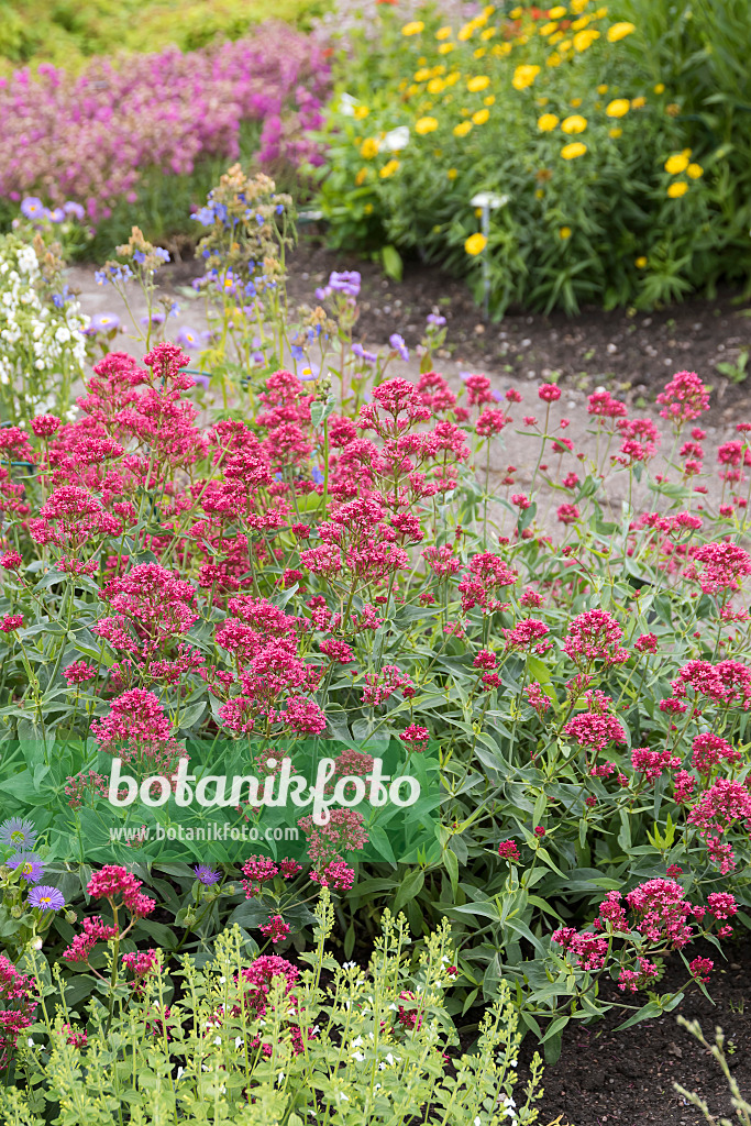 651160 - Centranthe rouge (Centranthus ruber 'Coccineus')