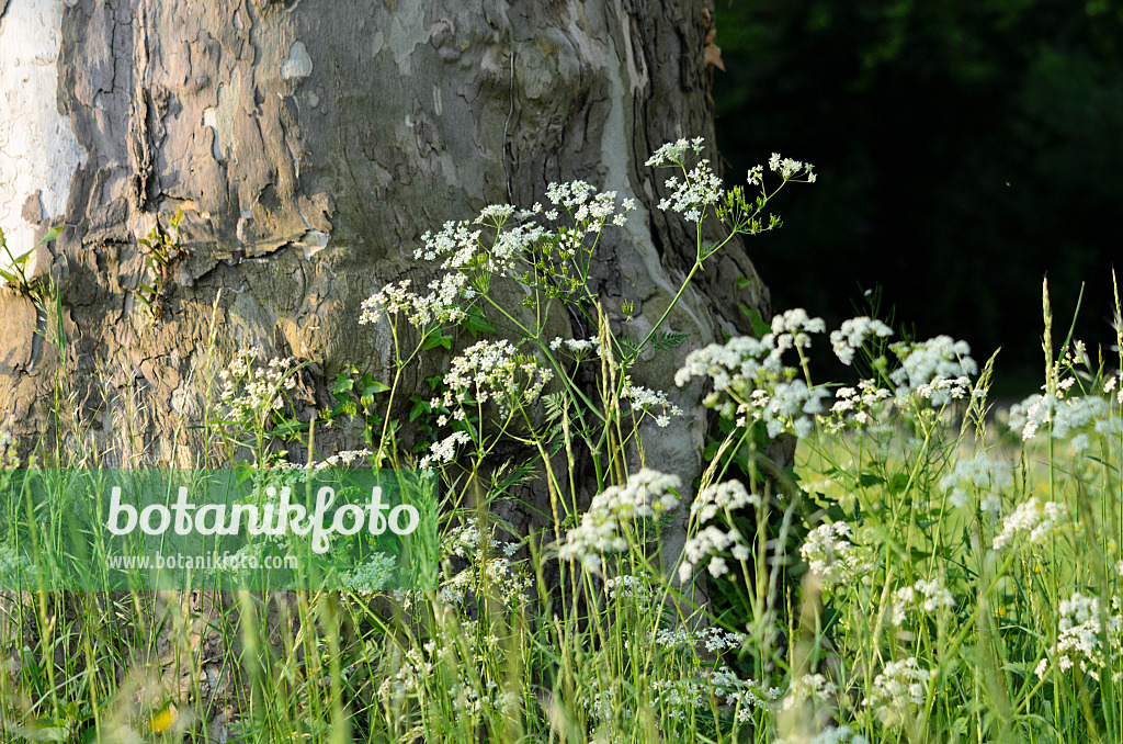 520317 - Cerfeuil des bois (Anthriscus sylvestris)