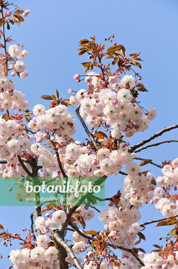 495230 - Cerisier des collines (Prunus serrulata 'Shirofugen')