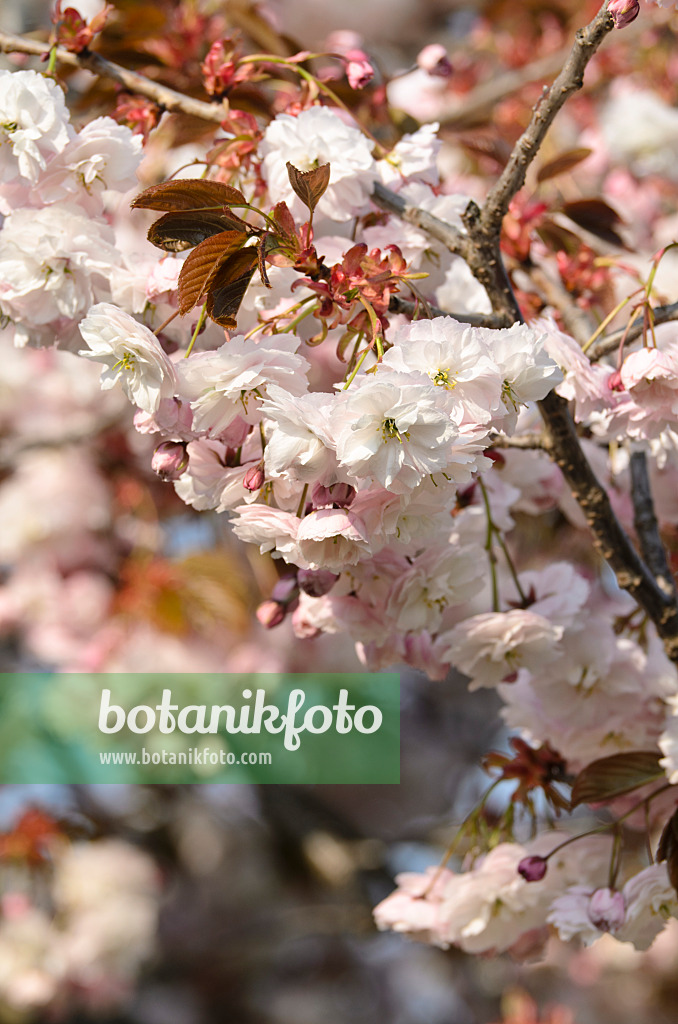 495232 - Cerisier des collines (Prunus serrulata 'Shirofugen')