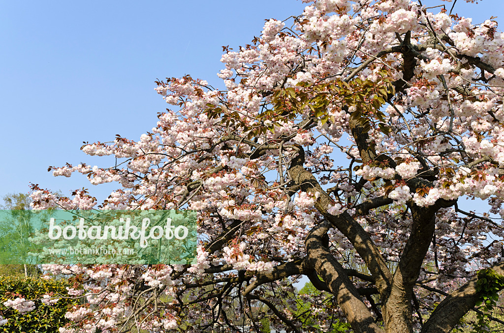 495236 - Cerisier des collines (Prunus serrulata 'Shirofugen')