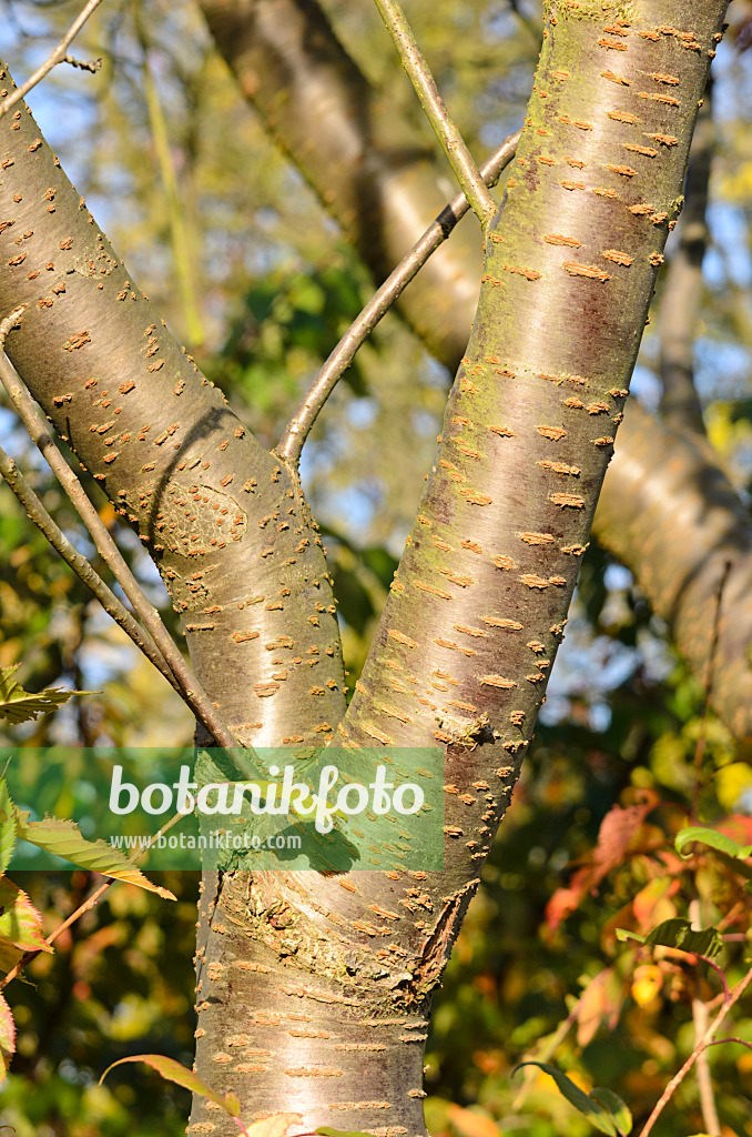 525341 - Cerisier des collines (Prunus serrulata 'Shirofugen')