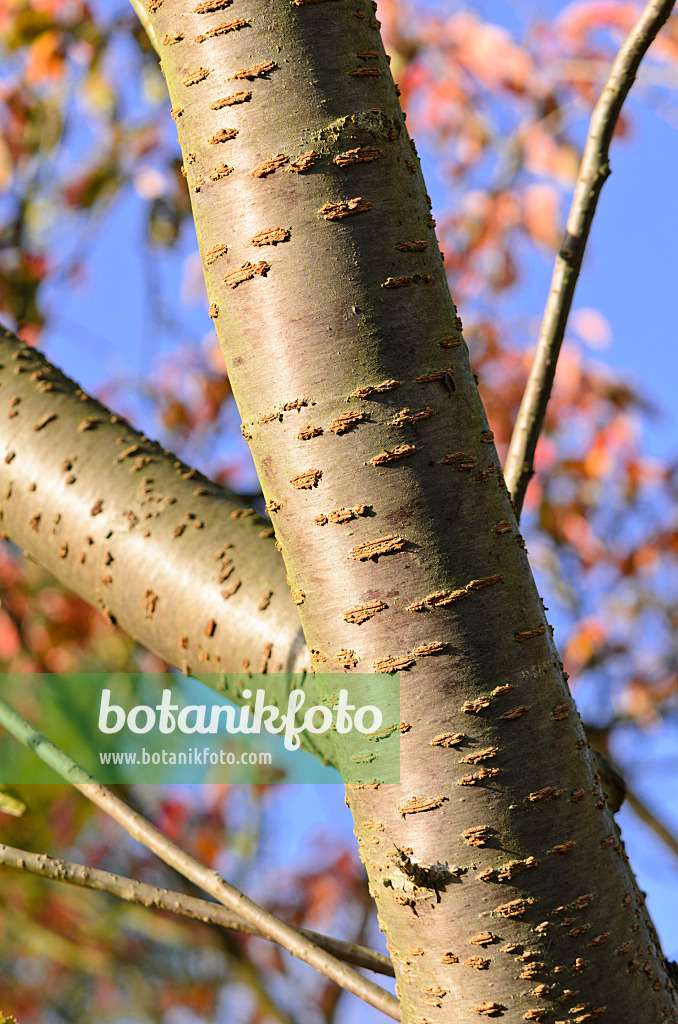 525342 - Cerisier des collines (Prunus serrulata 'Shirofugen')