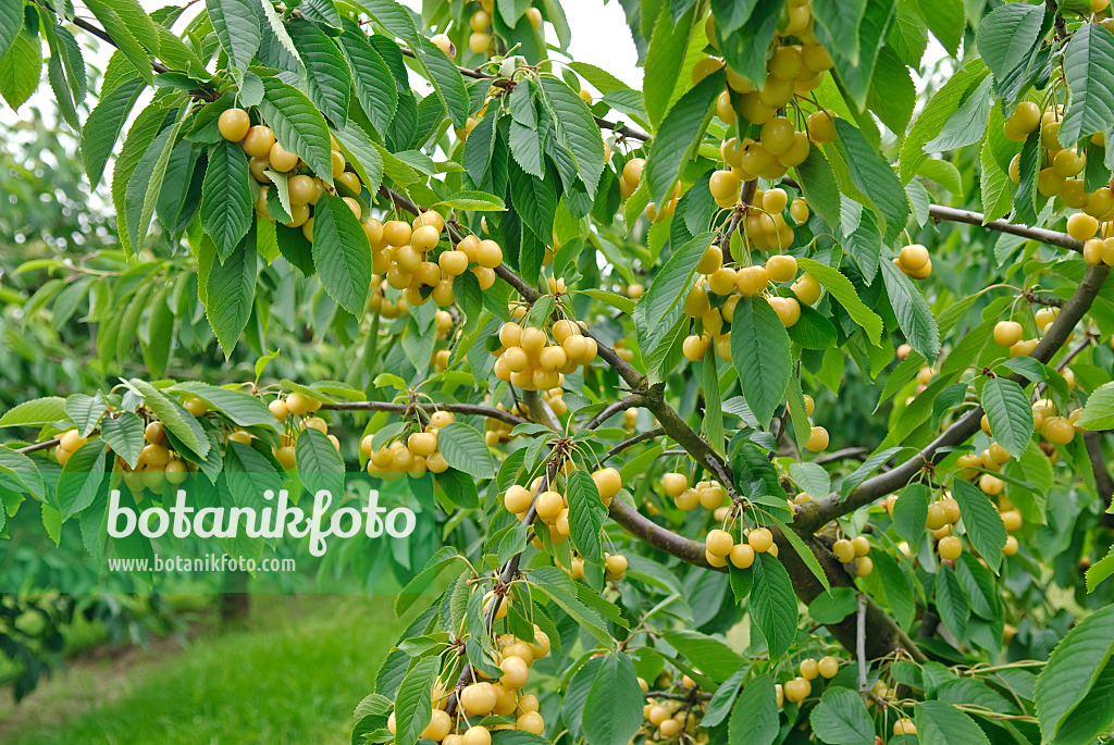 502342 - Cerisier des oiseaux (Prunus avium 'Drogans Gelbe')
