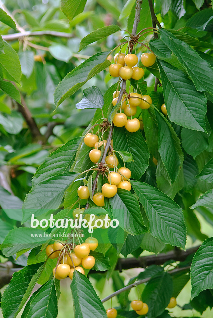 502347 - Cerisier des oiseaux (Prunus avium 'Najella')