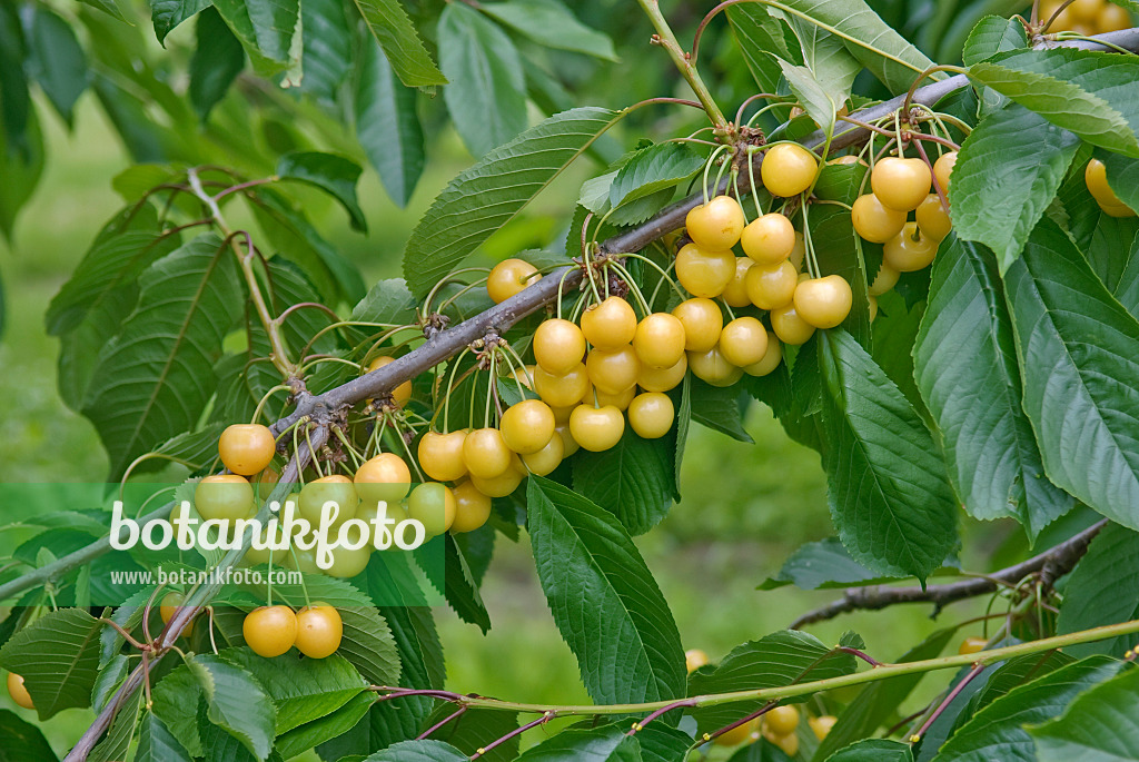 502348 - Cerisier des oiseaux (Prunus avium 'Najella')