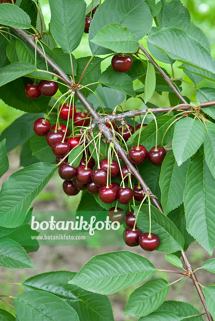 502350 - Cerisier des oiseaux (Prunus avium 'Namati')