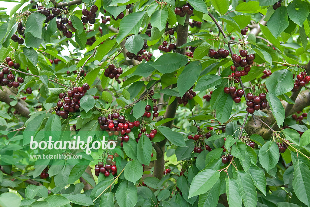 502352 - Cerisier des oiseaux (Prunus avium 'Namati')