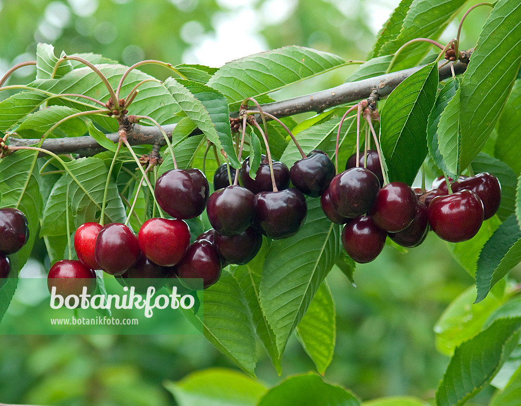 502357 - Cerisier des oiseaux (Prunus avium 'Schneiders Späte Knorpel')