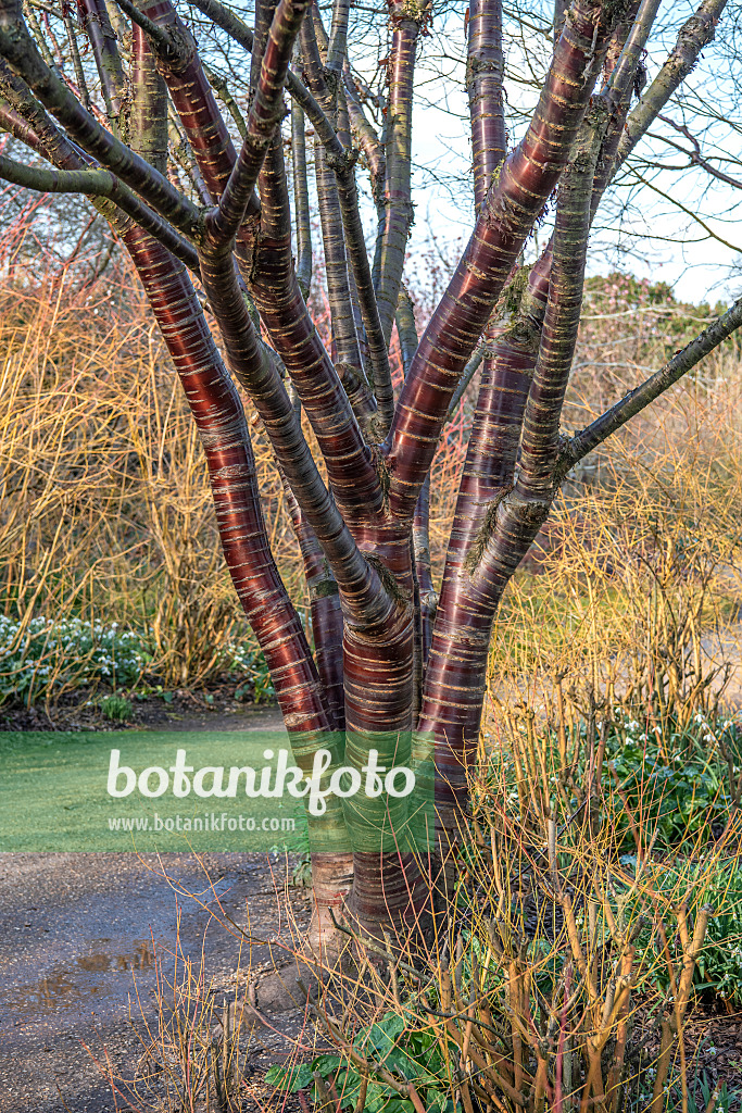 607183 - Cerisier du Tibet (Prunus serrula)
