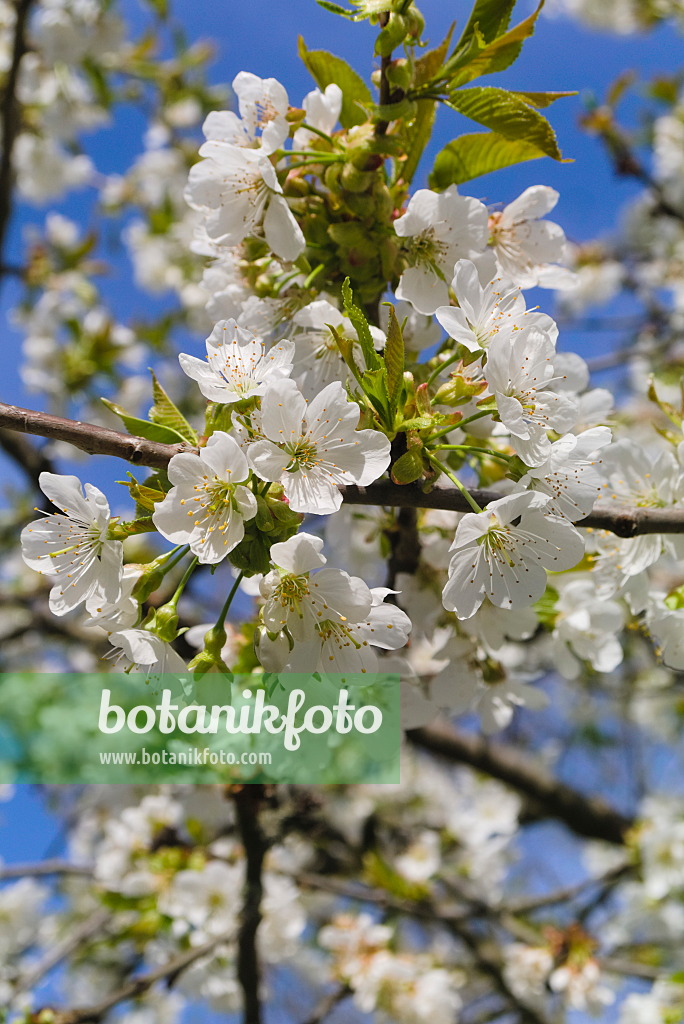 670029 - Cerisier (Prunus)