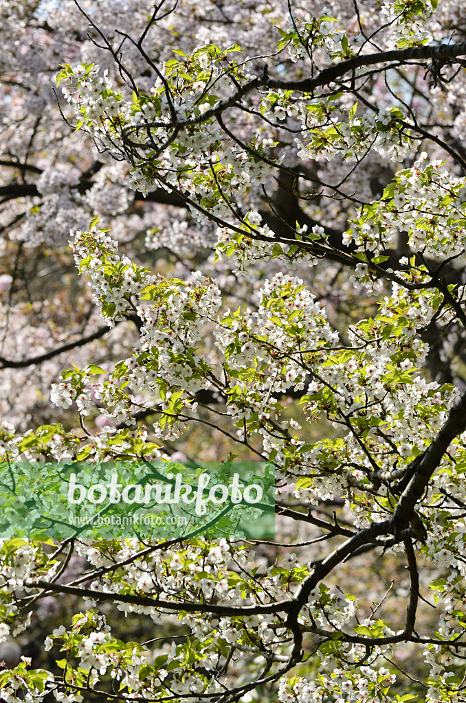 495179 - Cerisier (Prunus incisa x speciosa 'Umineko')
