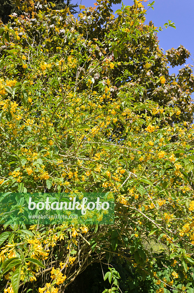 508412 - Cestreau (Cestrum aurantiacum)
