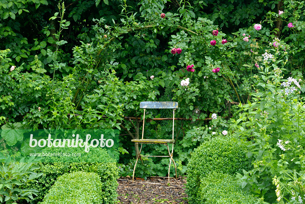 457031 - Chaise de jardin sous un arc de rose