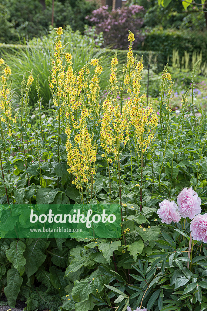 651560 - Chaix Königskerze (Verbascum chaixii)