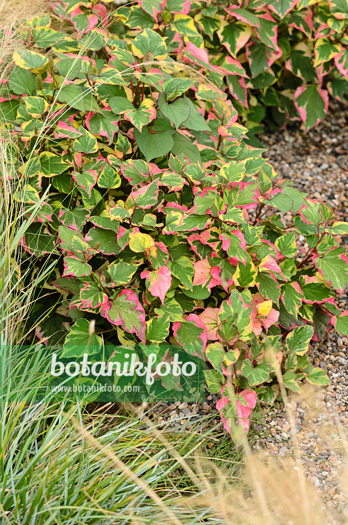 523123 - Chameleon plant (Houttuynia cordata 'Chameleon' syn. Houttuynia cordata 'Variegata')