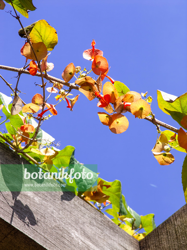 434315 - Chapeau chinois (Holmskioldia sanguinea)