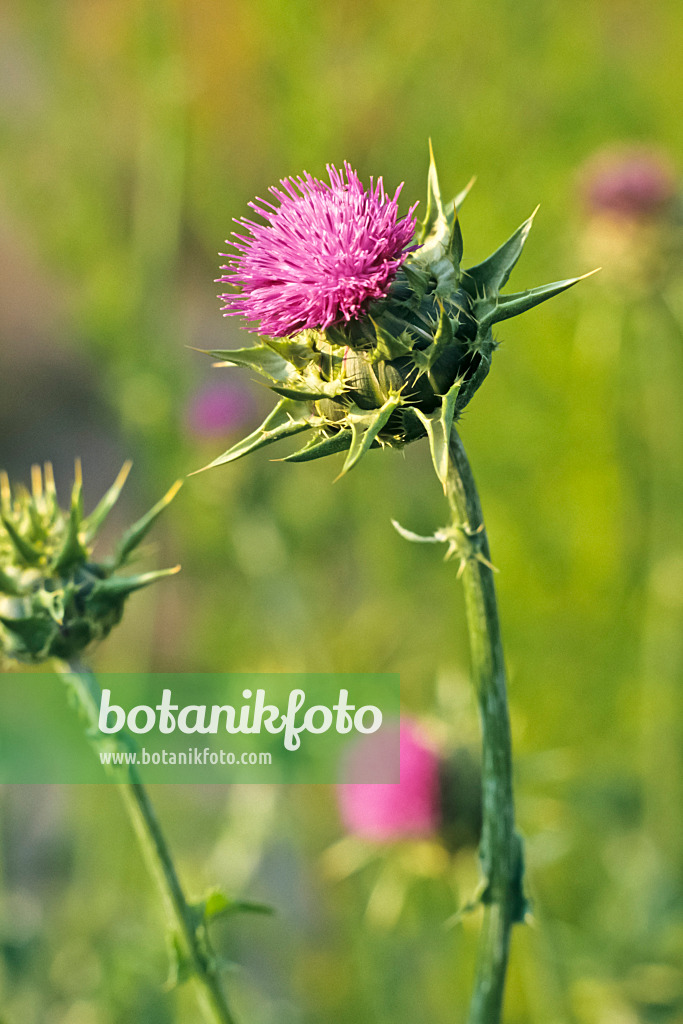 368014 - Chardon-Marie (Silybium marianum)