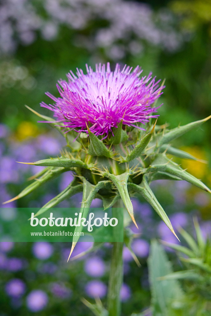 670001 - Chardon-Marie (Silybium marianum)