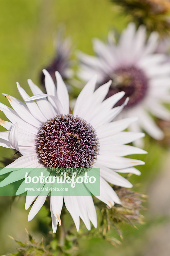 523271 - Chardon pourpre d'Afrique (Berkheya purpurea)