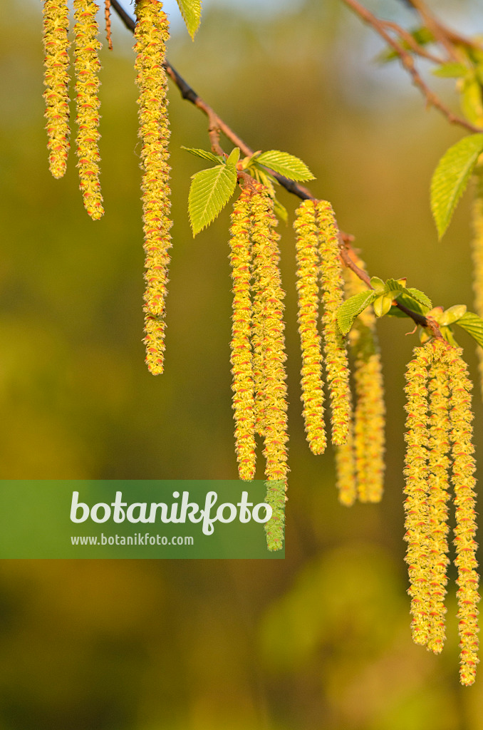 520043 - Charme-houblon (Ostrya carpinifolia)