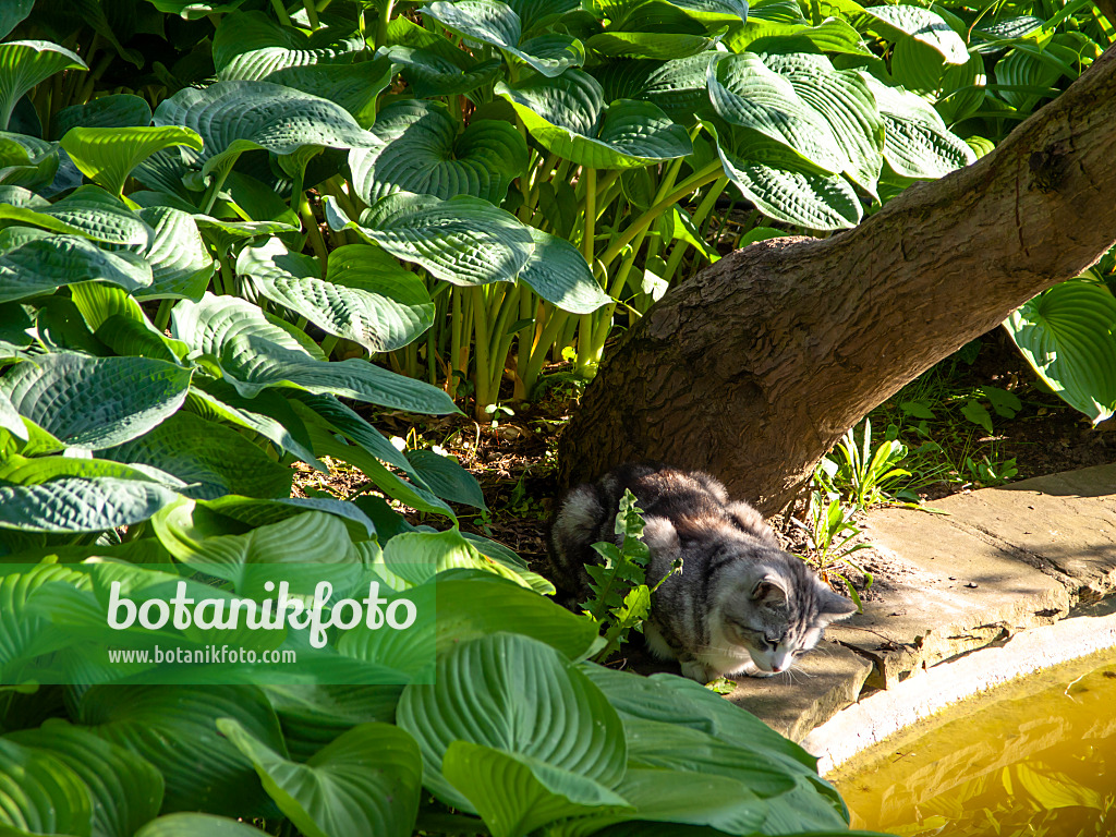 438181 - Chat domestique tabby à un étang de jardin