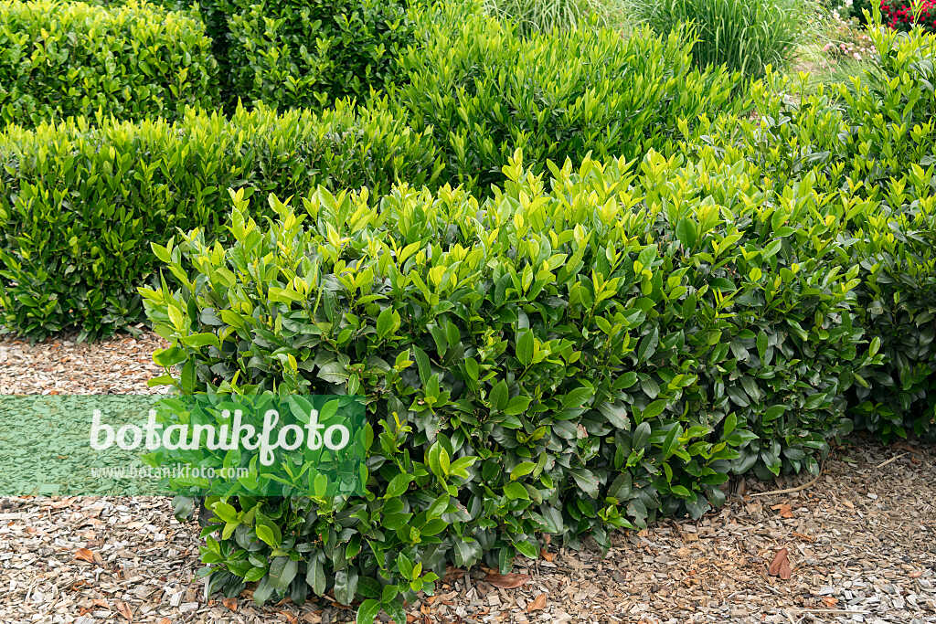 675300 - Cherry laurel (Prunus laurocerasus 'Piranha')
