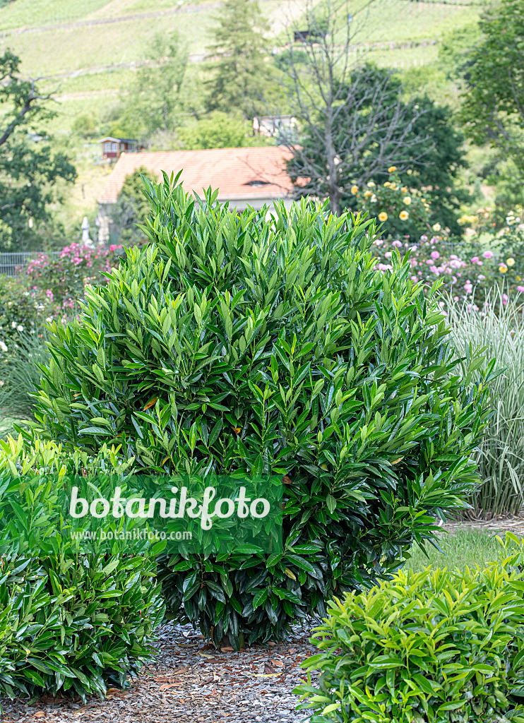 616300 - Cherry laurel (Prunus laurocerasus 'Renault Ace')