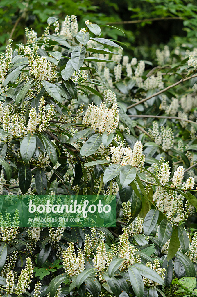 520114 - Cherry laurel (Prunus laurocerasus 'Schipkaensis')