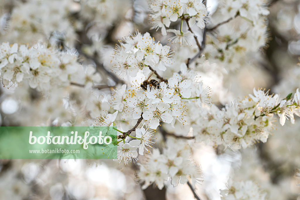 664332 - Cherry plum (Prunus cerasifera)