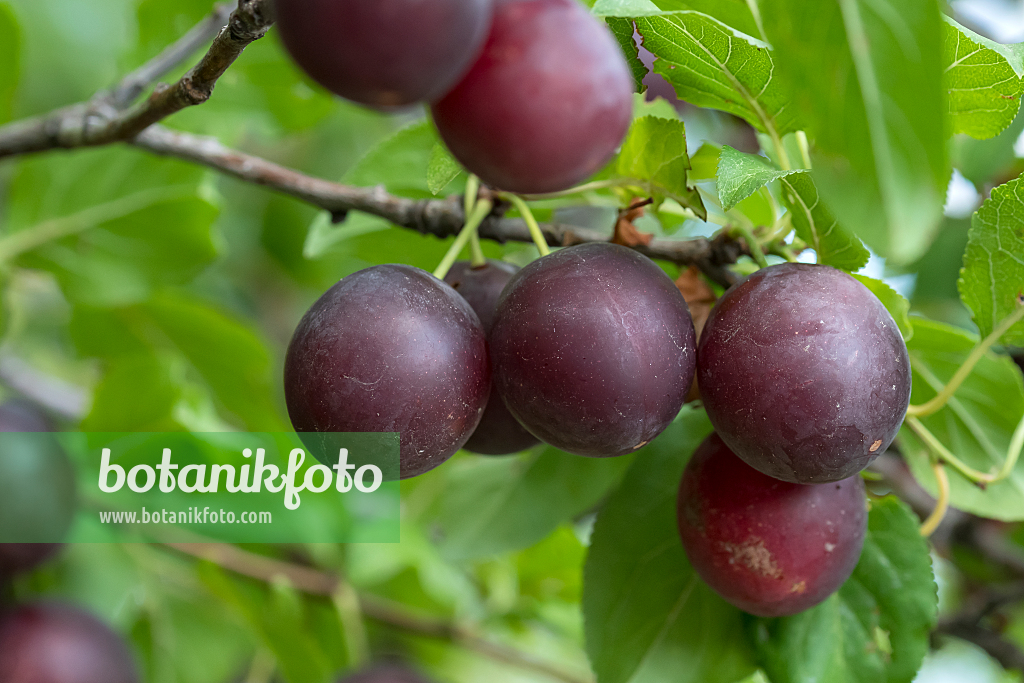 664334 - Cherry plum (Prunus cerasifera)