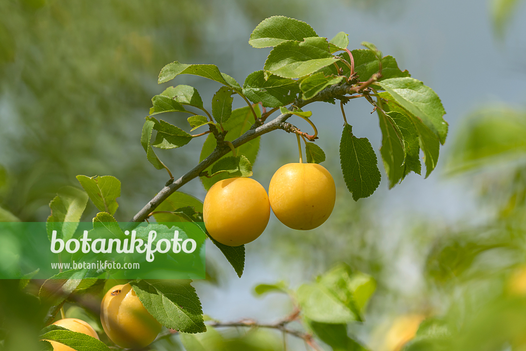 664336 - Cherry plum (Prunus cerasifera)