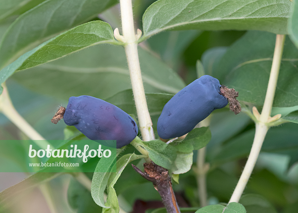 664234 - Chèvrefeuille bleu (Lonicera caerulea 'Gordost Bakczara')