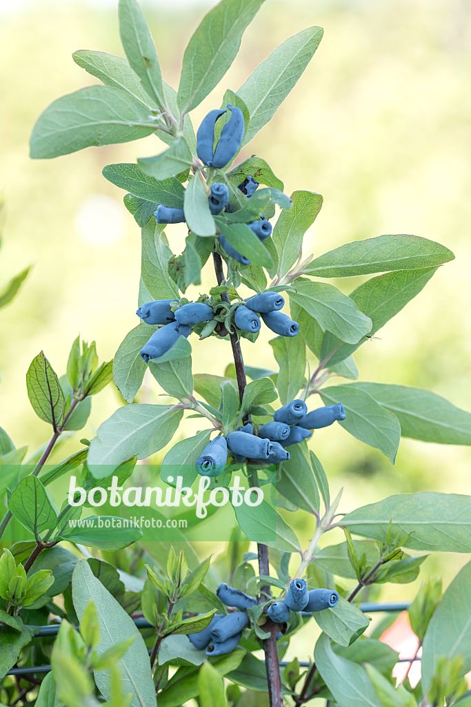 664235 - Chèvrefeuille bleu (Lonicera caerulea 'Morena')