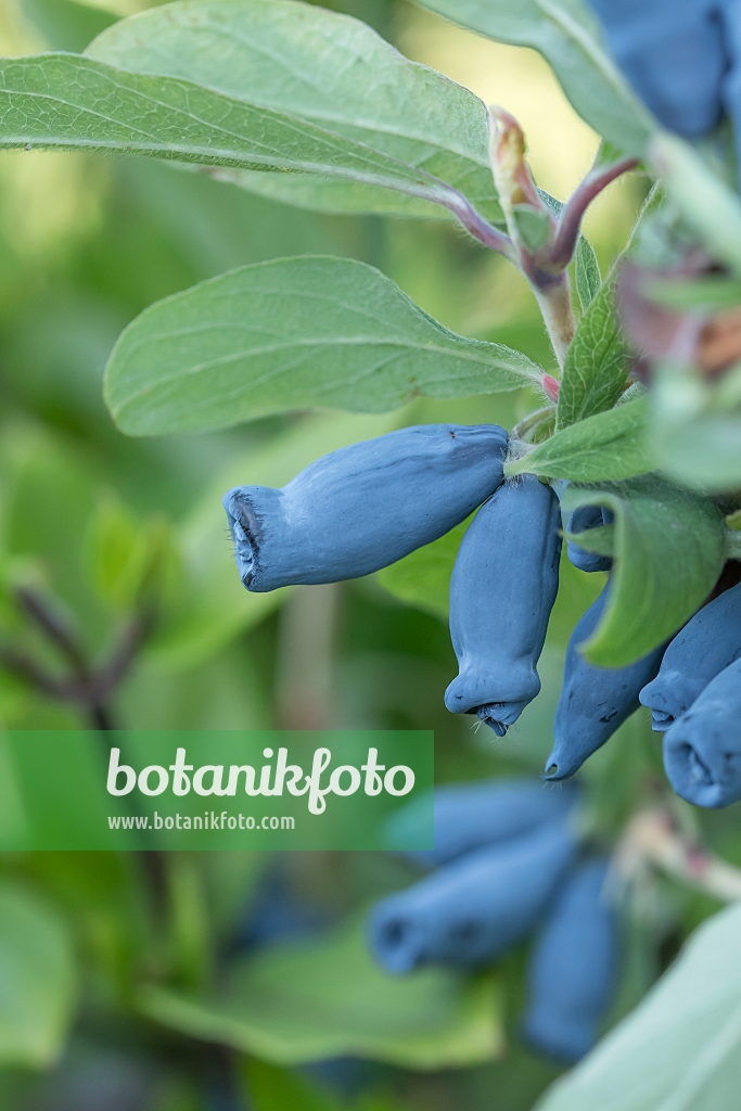 664237 - Chèvrefeuille bleu (Lonicera caerulea 'Morena')