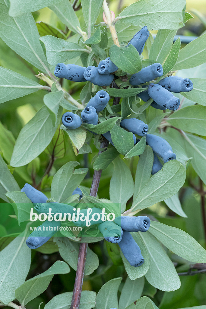 664238 - Chèvrefeuille bleu (Lonicera caerulea 'Morena')